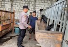 Bhabinkamtibmas-Desa-Ngelom-Sambangi-Peternakan-Kambing-Warga-untuk-Dukung-Ketahanan-Pangan