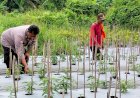 POLRESTA-SIDOARJO-|-Warga-Banjarbendo-Termotivasi-Program-Asta-Cita-Presiden,-Kembangkan-Ketahanan-Pangan-Lewat-Budidaya-Cabai