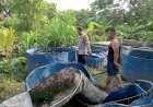 Polsek-Tulangan-Dukung-Program-Ketahanan-Pangan-Melalui-Peternakan-Ikan-Lele