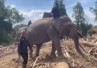 Sinergi-Polri-dan-BKSDA-:-Gajah-Dikerahkan-Bersihkan-Material-Banjir-di-Pidie-Jaya