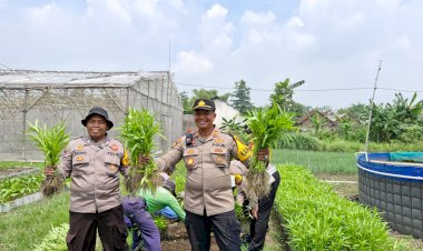 Polsek-Balongbendo-Bersama-Warga-Panen-Kangkung-dari-Lahan-Desa-Bakungtemenggungan