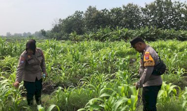 Bhabinkamtibmas-Semambung-Bersama-Kelompok-Tani-Tinjau-Perkembangan-Tanaman-Jagung