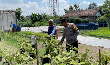 Dukung-Ketahanan-Pangan,-Lahan-di-Desa-Bakung-Temenggungan-Ditanami-Lombok-dan-Terong