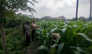 Anggota-Polsek-Waru-Tinjau-Ketahanan-Pangan-Desa,-Ajak-Warga-Rawat-Tanaman-untuk-Swasembada-Pangan