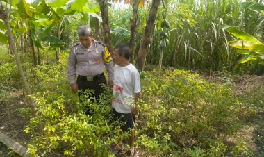 Bhabinkamtibmas-Desa-Kedungboto-Dampingi-Warga-Tanam-Cabai-untuk-Dukung-Ketahanan-Pangan