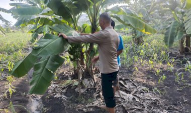 Dukung-Ketahanan-Pangan-Nasional,-Polsek-Buduran-dan-Warga-Cek-Lahan-Tanam-Pisang-di-Desa-Sukorejo
