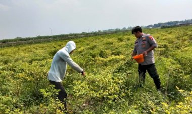 Polisi-Cinta-Petani-Panen-Cabai-Bareng,-Wujud-Nyata-Dukung-Ketahanan-Pangan-Polresta-Sidoarjo