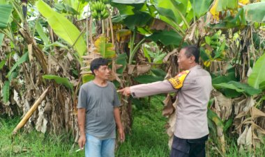Optimalisasi-Lahan-Kosong,-Bhabinkamtibmas-Desa-Kenongo-Dampingi-Petani-Pisang