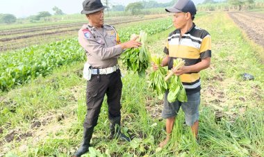 Bhabinkamtibmas-Seketi-Dukung-Ketahanan-Pangan-Lewat-Tanaman-Sawi