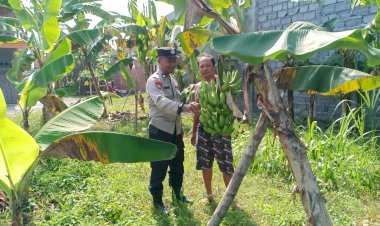 Polresta-Sidoarjo-Dukung-Budidaya-Pisang-Warga-Wonocolo-Demi-Ketahanan-Pangan