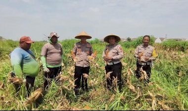 Perhatian-Kapolsek-Wonoayu-pada-Pertanian,-Ikut-Panen-Jagung-Bersama-Warga-Simoketawang