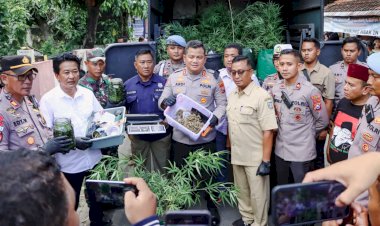 Polres-Jombang-Bongkar-Budidaya-Ganja-di-Rumah-Kontrakan,110-Batang-Disita
