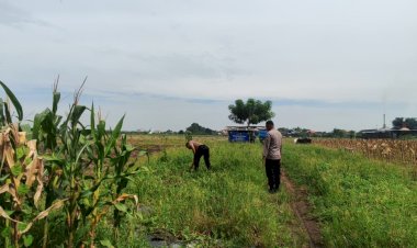 Persiapan-Masa-Panen,-Polsek-Tanggulangin-Cek-Lahan-Jagung-Desa-Kedensari