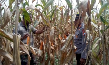 Dorong-Swasembada-Pangan,-Kapolsek-Prambon-Tinjau-Lahan-Jagung-di-Desa-Bulang