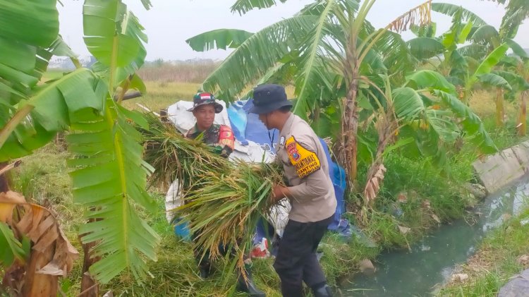anggota Polsek Gedangan Polresta Sidoarjo berkolaborasi dengan TNI, pemdes setempat, dan kelompok tani Desa Ganting