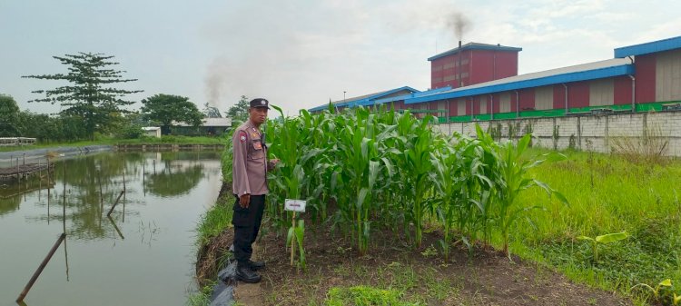 Polsek Krian Masifkan Program Ketahanan Pangan di Desa Ponokawan Krian