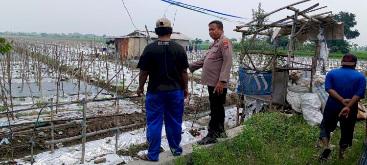 Warga Desa Pilang Manfaatkan Lahan Kosong untuk Budidaya Melon, Dapat Apresiasi dari Bhabinkamtibmas