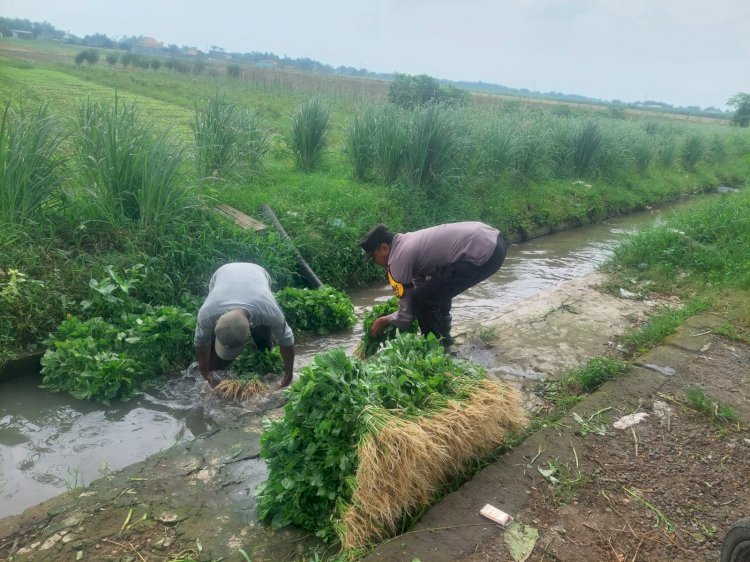 Bhabinkamtibmas Desa Jenggot Apresiasi Warga yang Panen Sayur di Pekarangan Pangan Bergizi