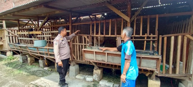Ketahanan Pangan Lewat Ternak Kambing Etawa, Dongkrak Swasembada dan Ekonomi Warga