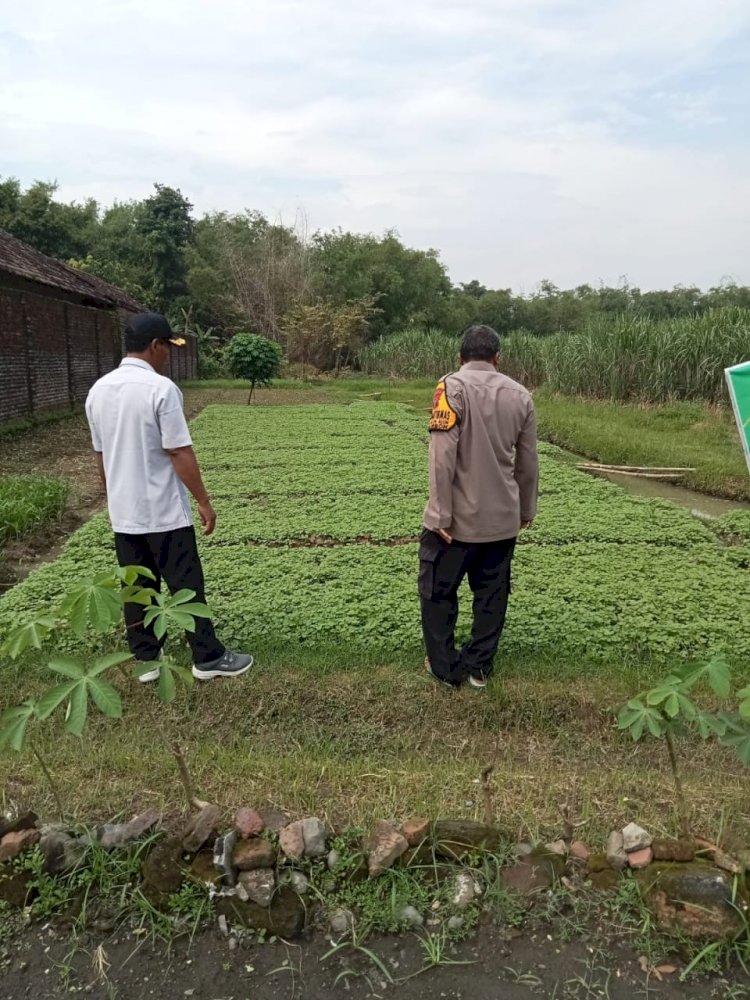 POLRESTA SIDOARJO | Cek Lahan P2B, Polisi di Prambon Dukung Ketahanan Pangan Warga