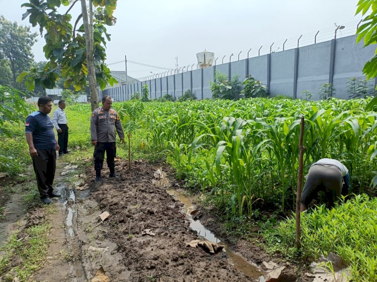 Dukung Program Asta Cita Presiden RI, Polsek Porong dan Lapas Klas I Surabaya Cek Tanaman Jagung, Sawi, dan Kangkung di Lahan Ketahanan Pangan P2B