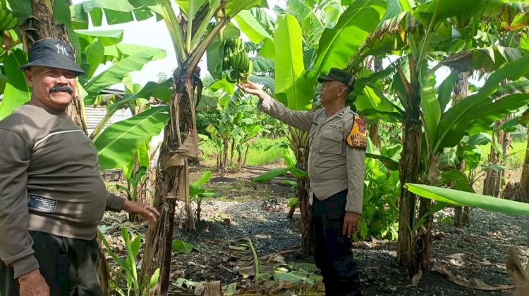 Bhabinkamtibmas Tinjau Kesiapan Panen Pisang di Lahan P2B Desa Semambung
