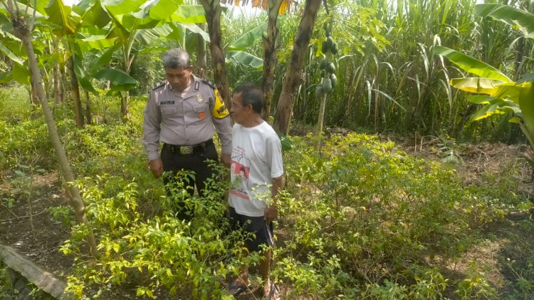 Bhabinkamtibmas Desa Kedungboto Dampingi Warga Tanam Cabai untuk Dukung Ketahanan Pangan