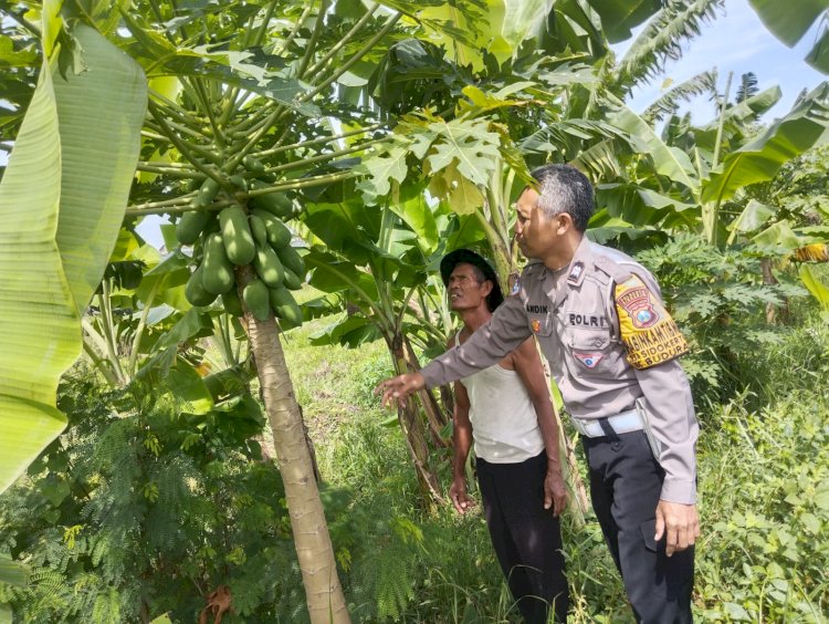 Bhabinkamtibmas Sidokerto Himbau Warga Rawat Tanaman Pisang Dukung Ketahanan Pangan