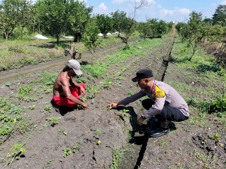 Bhabinkamtibmas Sambibulu Polsek Taman Tinjau Program Ketahanan Pangan Hortikultura
