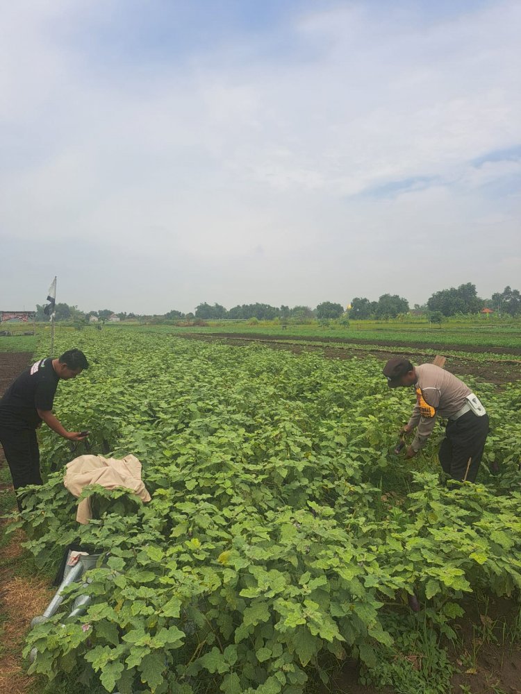 Bhabinkamtibmas Gampingrowo Dampingi Petani Terong, Cari Solusi Percepat Panen di Lahan Ketahanan Pangan
