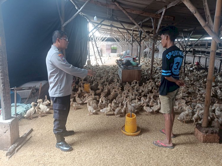 Polsek Porong Dorong Ketahanan Pangan Polresta Sidoarjo, Kunjungi Peternakan Bebek di Pesawahan
