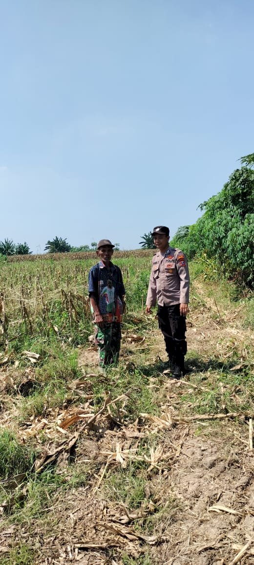 Polsek Tarik Dampingi Petani Jagung di Gampingrowo