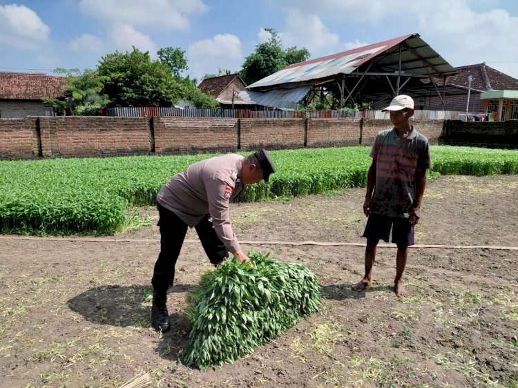 Bhabinkamtibmas Tulangan Dampingi Warga Kelola Pekarangan Bergizi untuk Swasembada Pangan